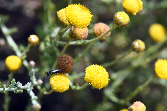 African Sheepbush has small yellow ball-like or rounded flowers as shown here. Pentzia incana